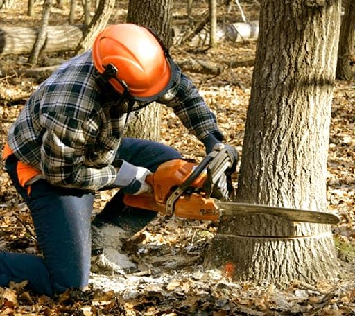 Tree Removal in Walthourville, GA